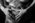 grossesse photographe geneve studio couple