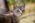 Photographe geneve animaux chat exterieur